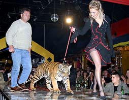 224%2003 tigar%20u%20pashi