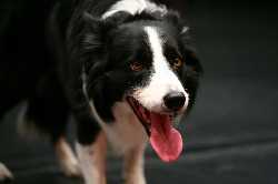 242 28 timbuktu%2c%20%20damir%20zizic%20foto%201